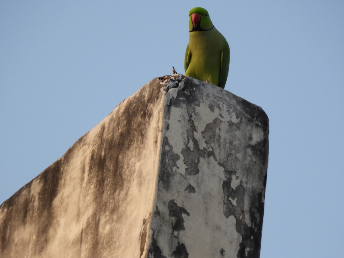 Rose-ringed Parakeet - ML643937143
