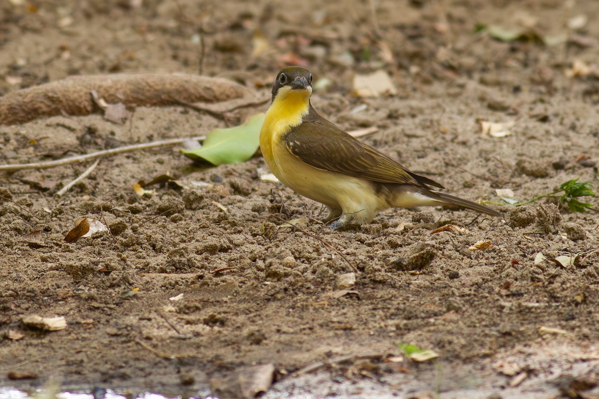 Grand Indicateur - ML643937147