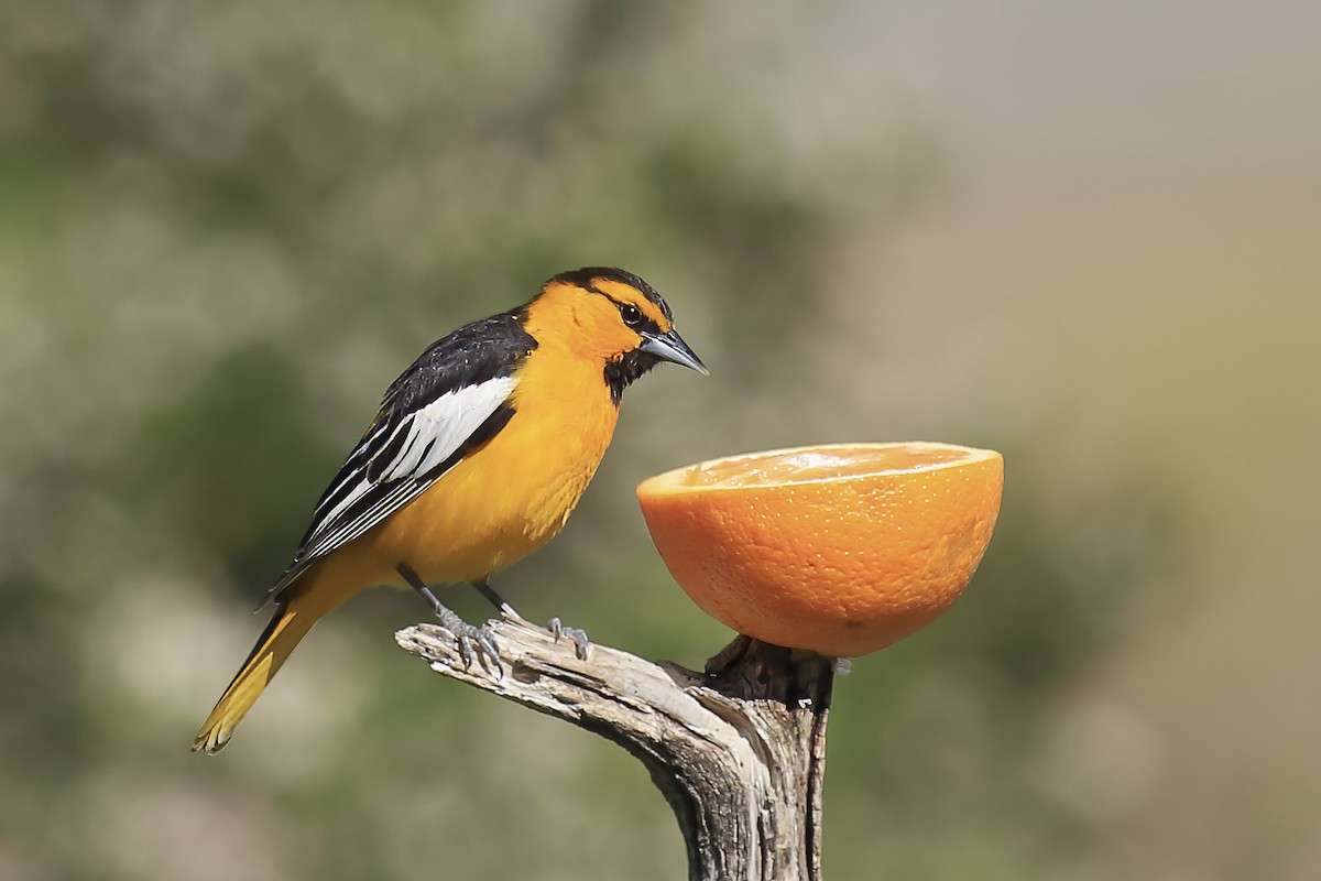 Bullock's Oriole - ML643937161