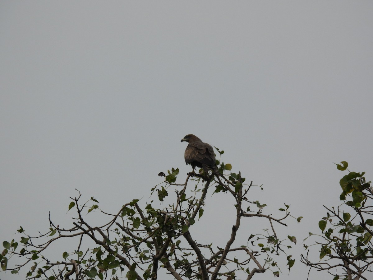 Black Kite - ML643937167