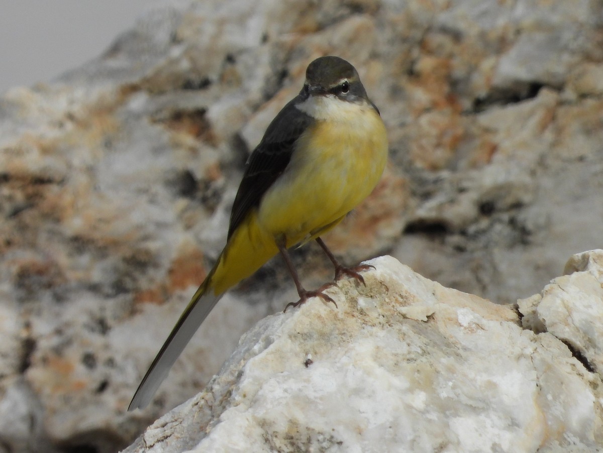 Gray Wagtail - ML643937169