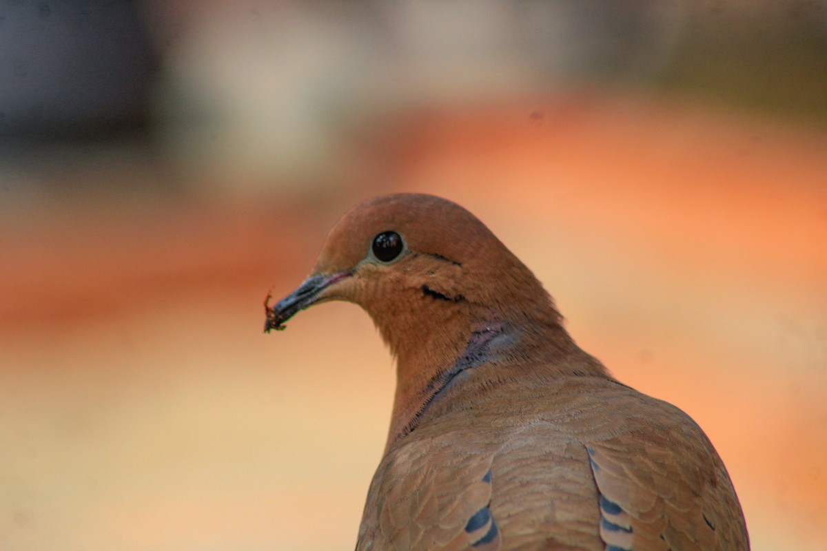 Zenaida Dove - ML643937171
