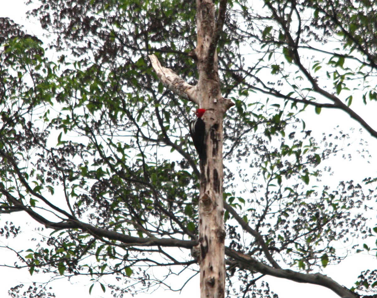 Crimson-crested Woodpecker - ML643937172