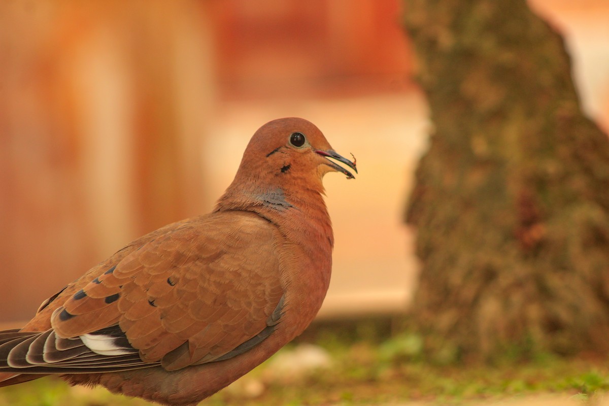 Zenaida Dove - ML643937184