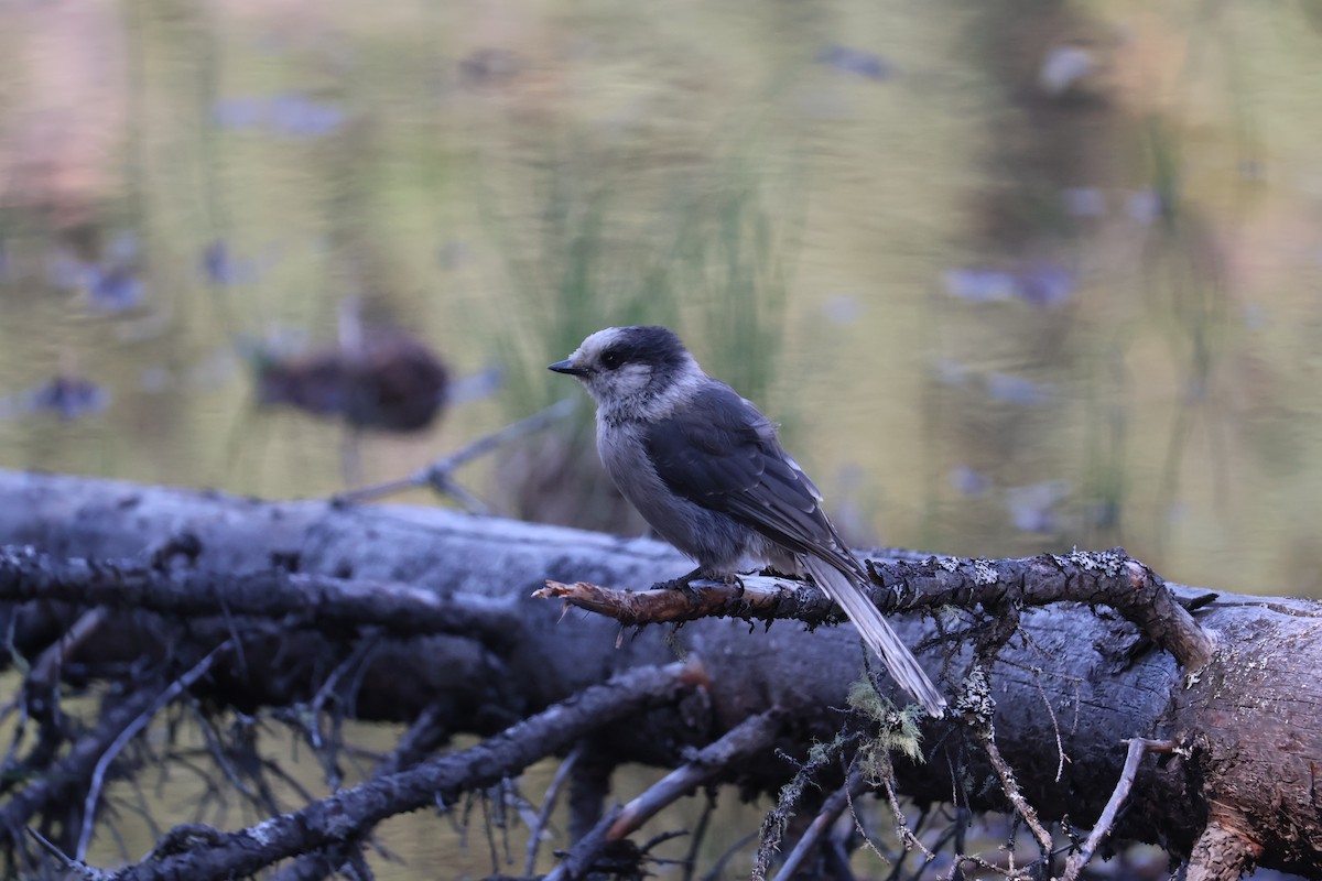 sojka šedá - ML643937193