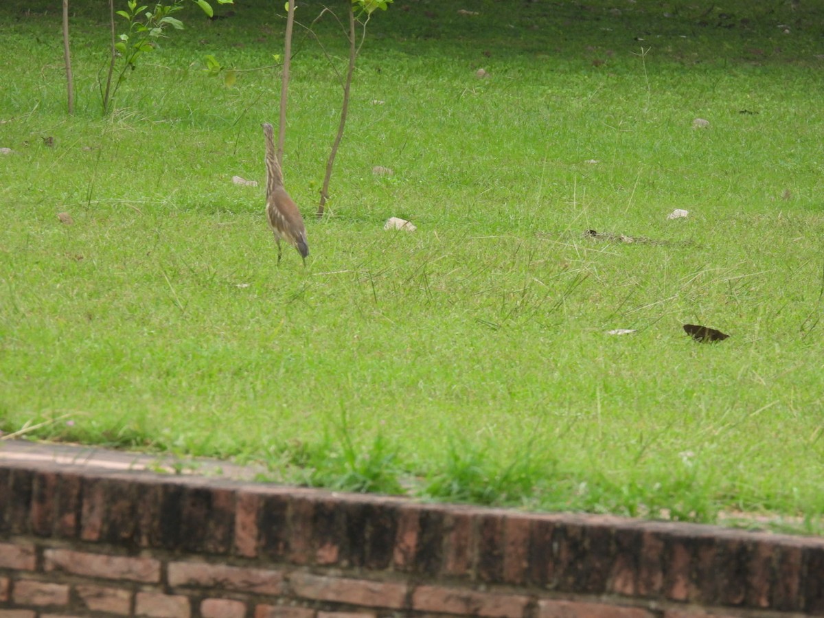 Indian Pond-Heron - ML643937197