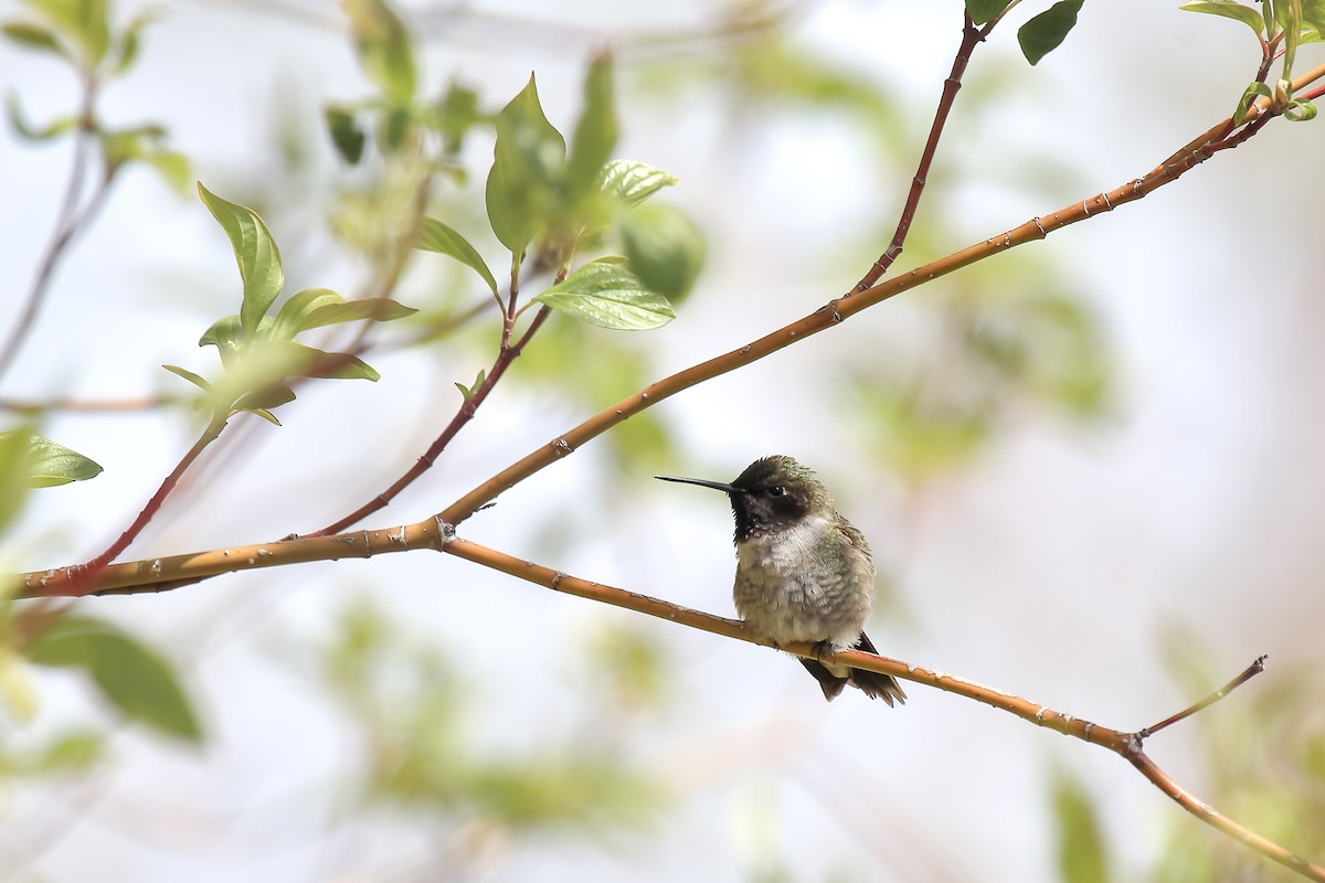 Black-chinned Hummingbird - ML643937203