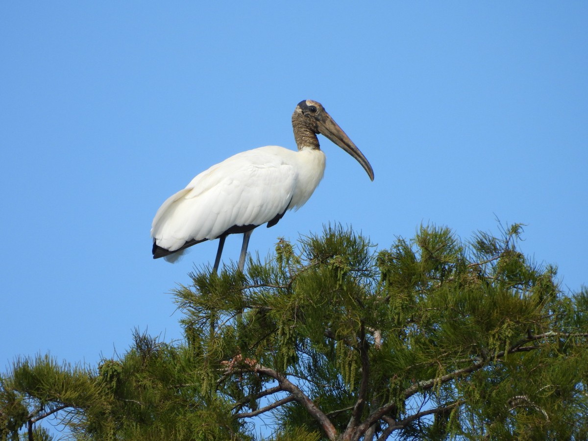 Wood Stork - ML643937211