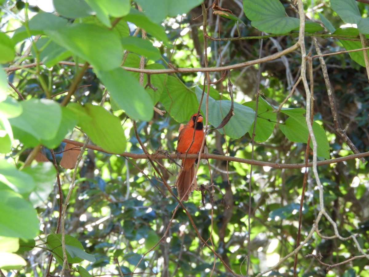 Northern Cardinal - ML643937221