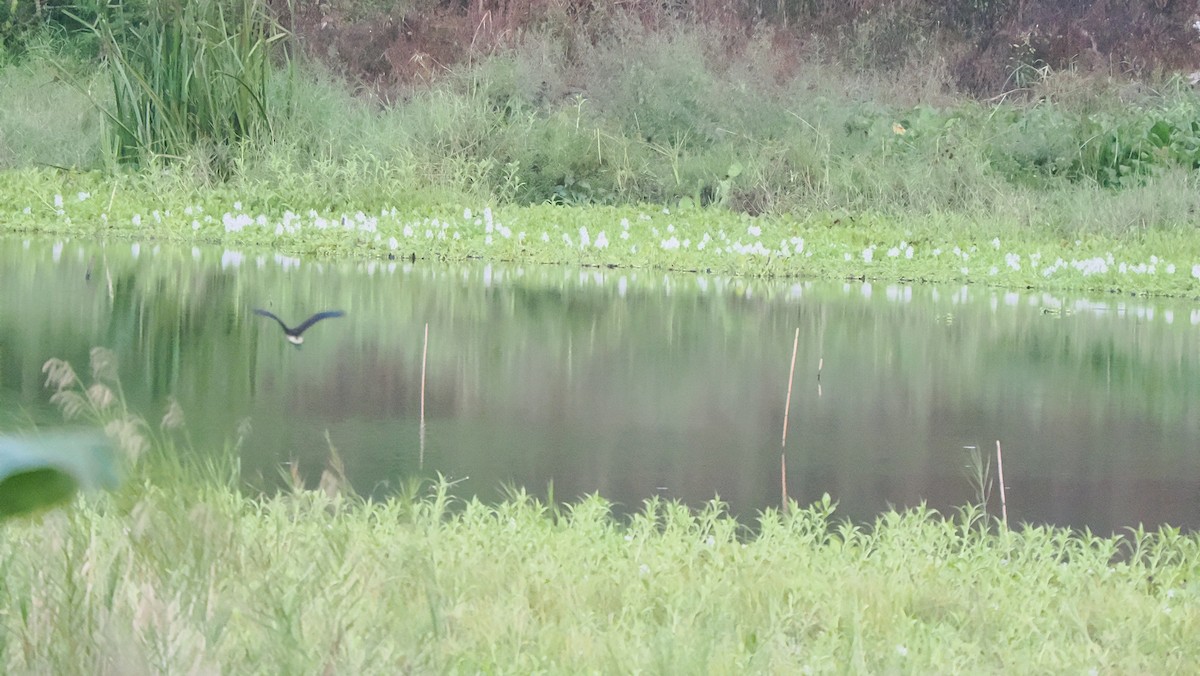 Dendrocygne à lunules - ML643937243