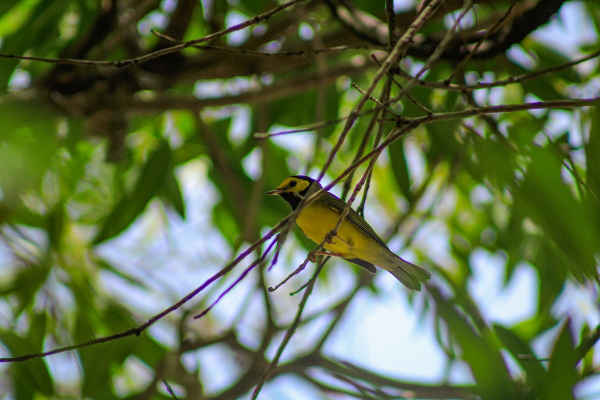Hooded Warbler - ML643937248