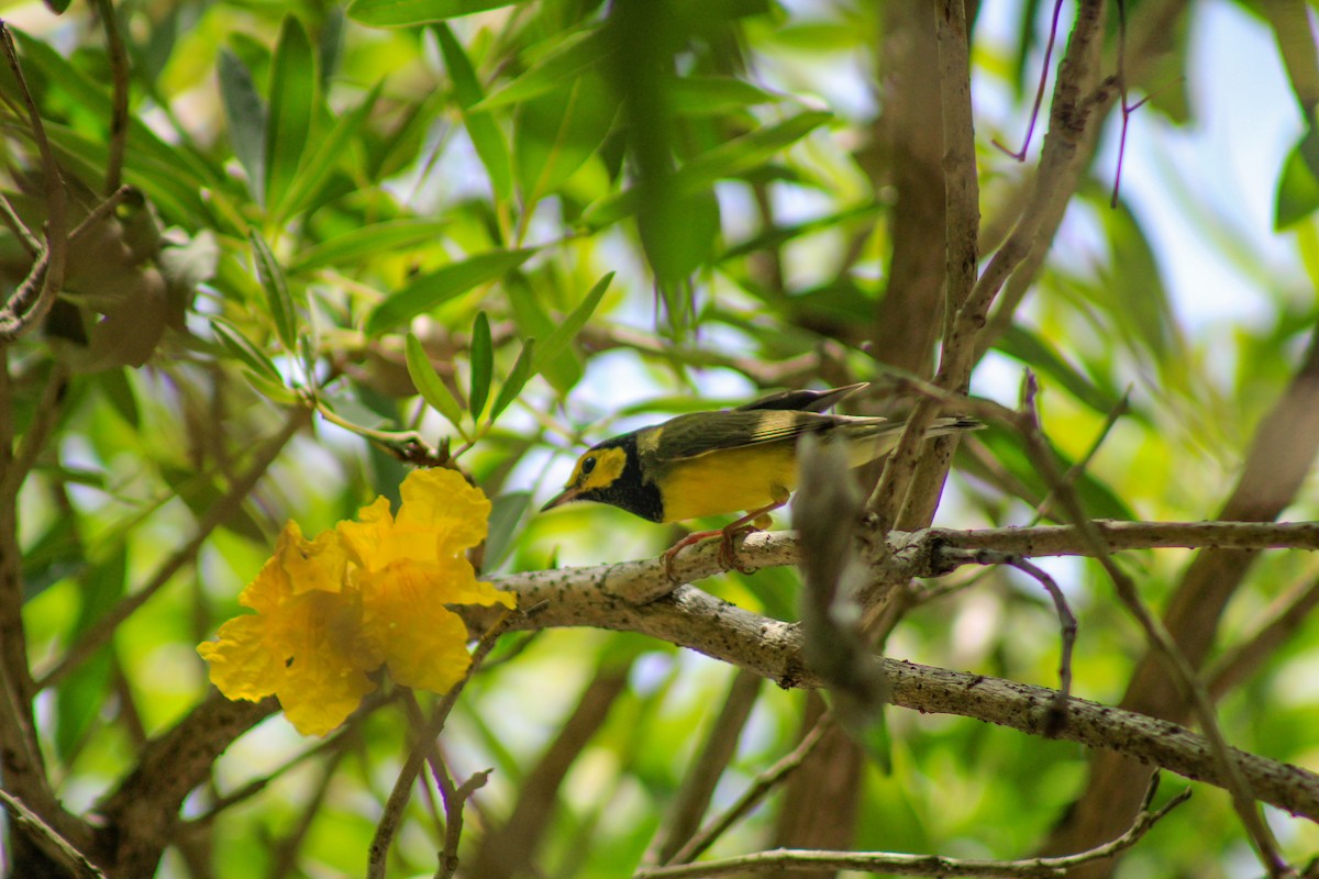 Hooded Warbler - ML643937249