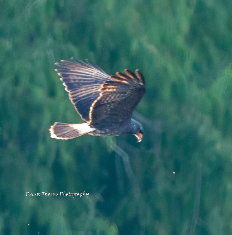 Snail Kite - ML643937265
