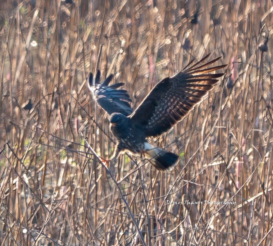 Snail Kite - ML643937266