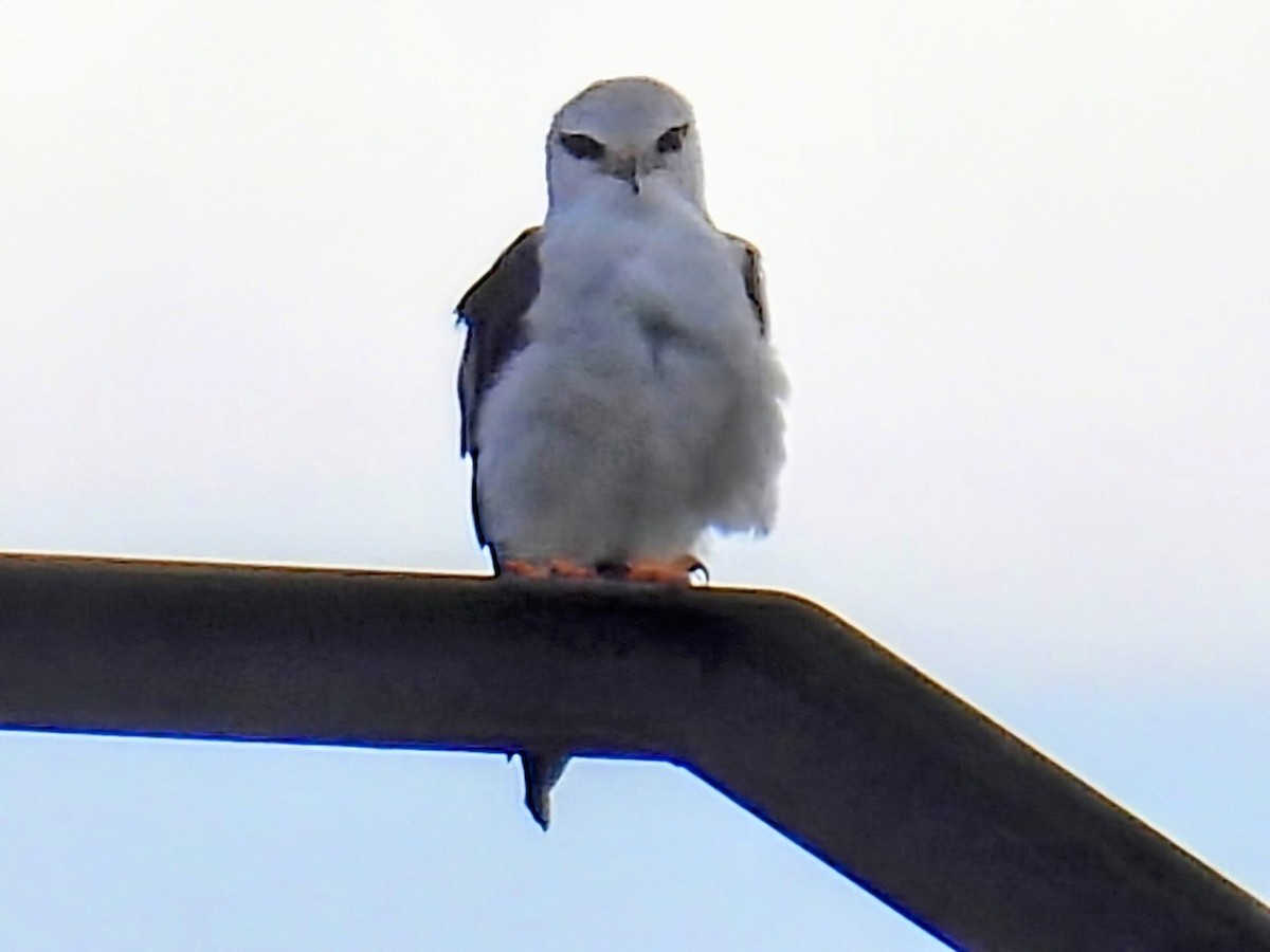 Nibbio bianco - ML643937271