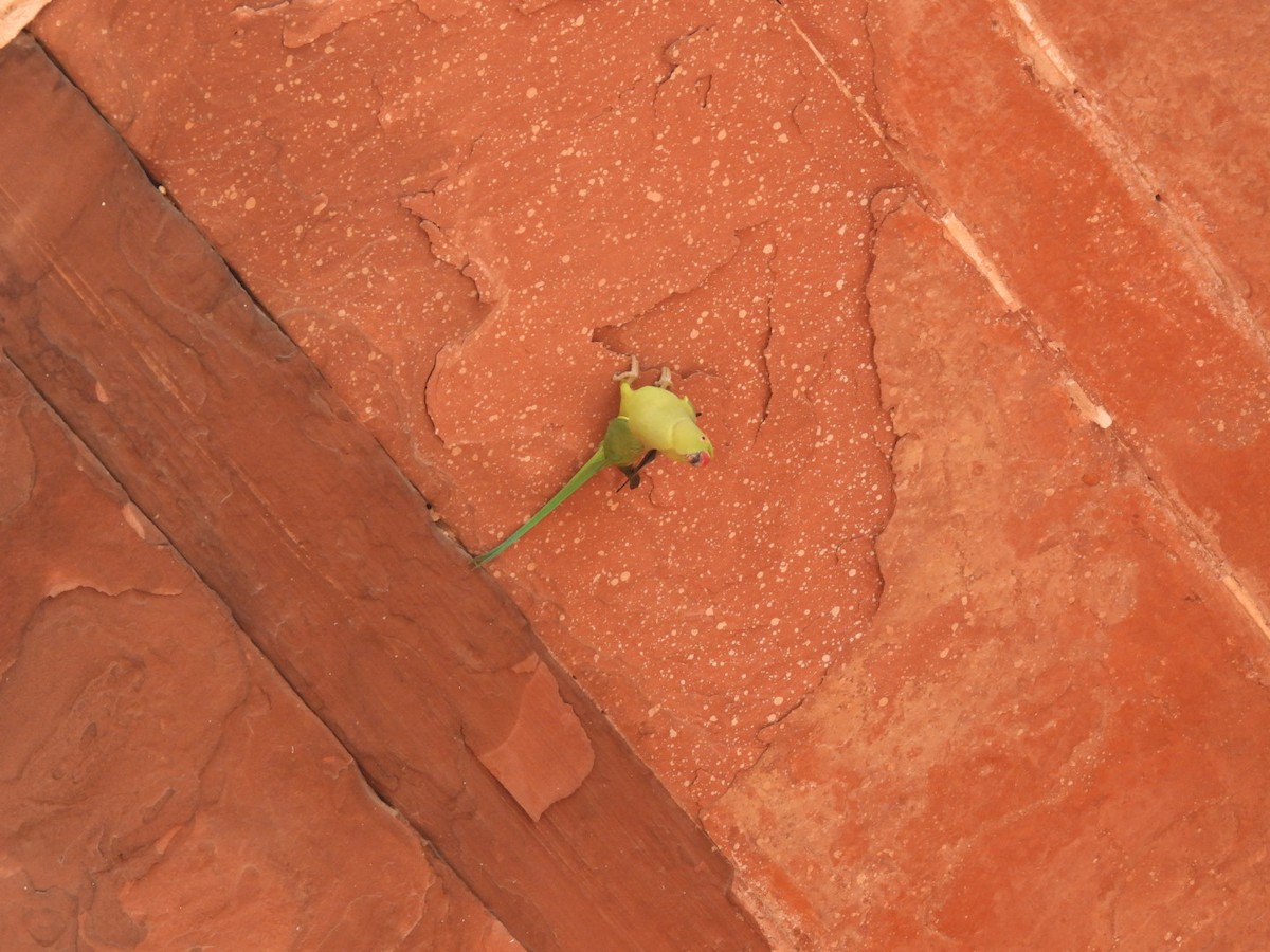 Rose-ringed Parakeet - ML643937300