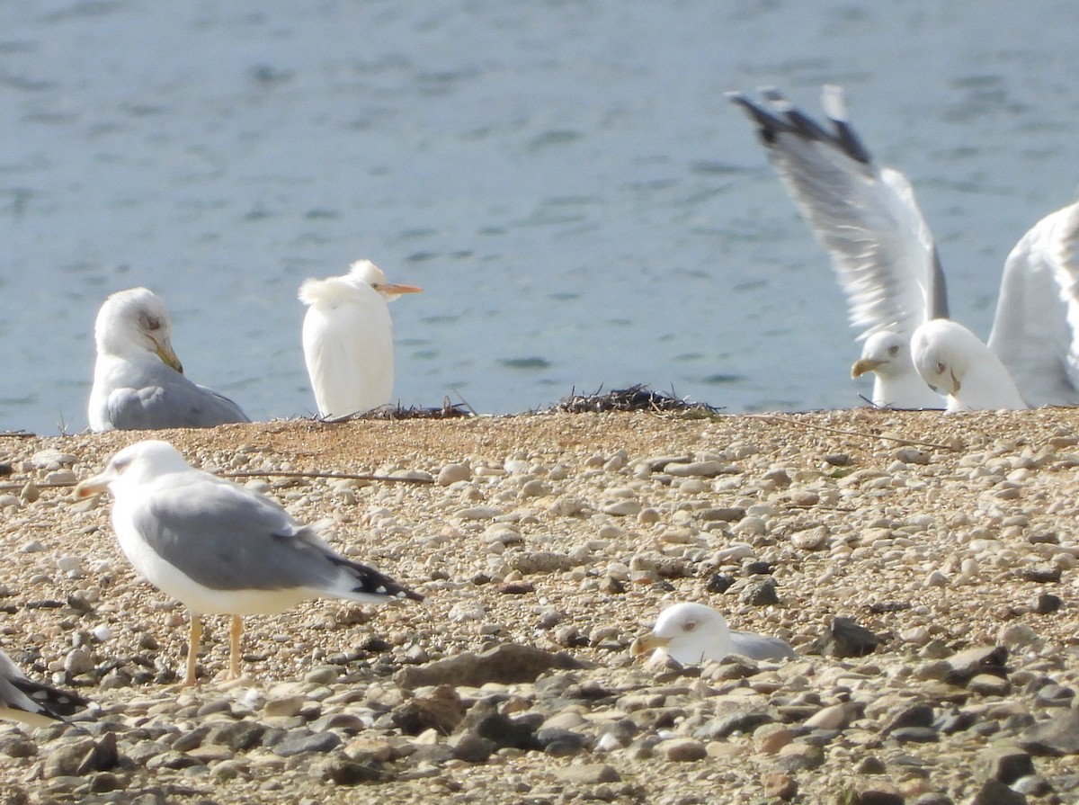 Western Cattle-Egret - ML643937305