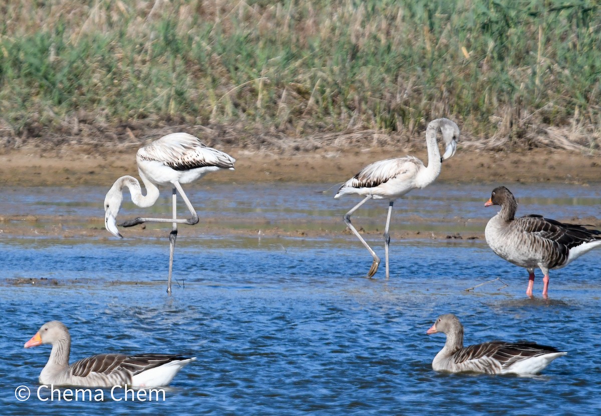Greater Flamingo - ML643937318