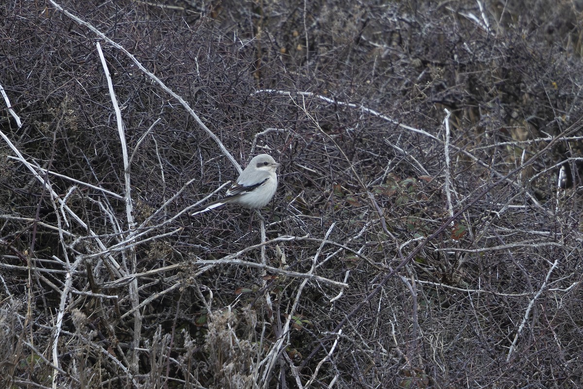 Raubwürger - ML643937333