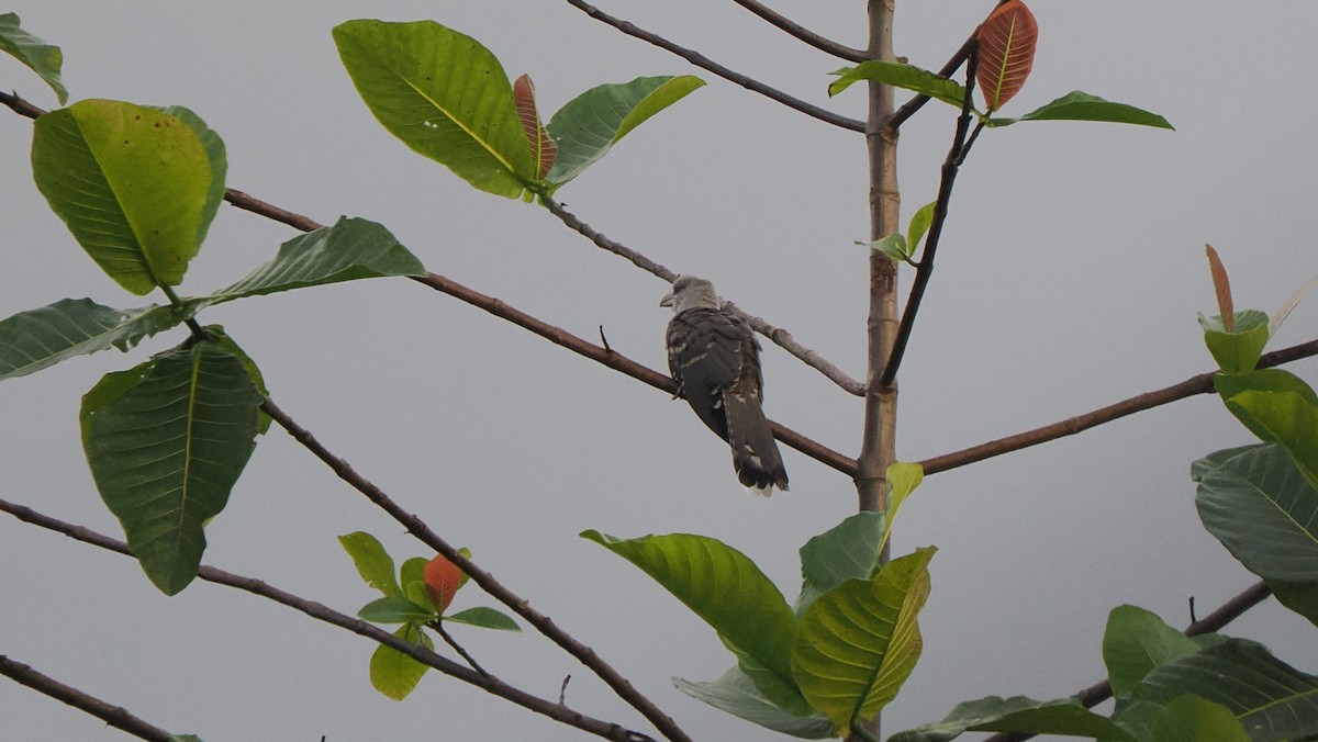 Channel-billed Cuckoo - ML643937339