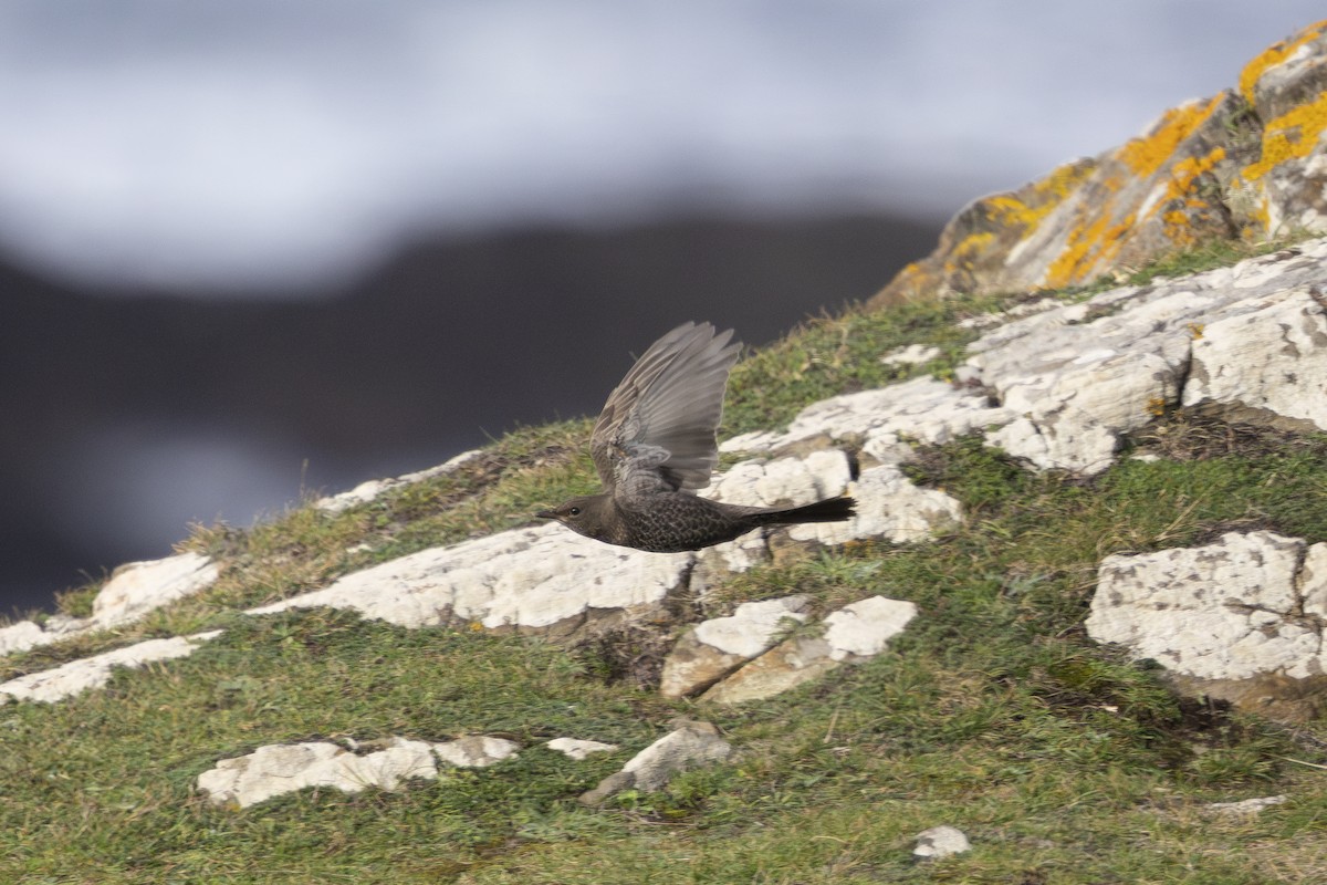 kos horský (ssp. torquatus) - ML643937344