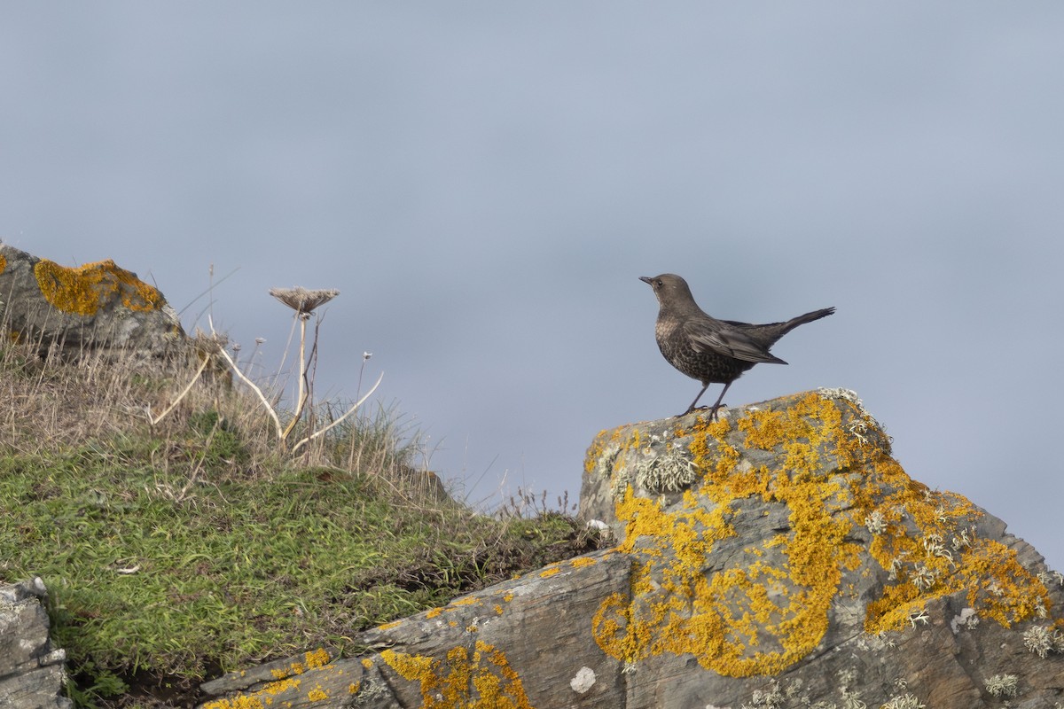 kos horský (ssp. torquatus) - ML643937345