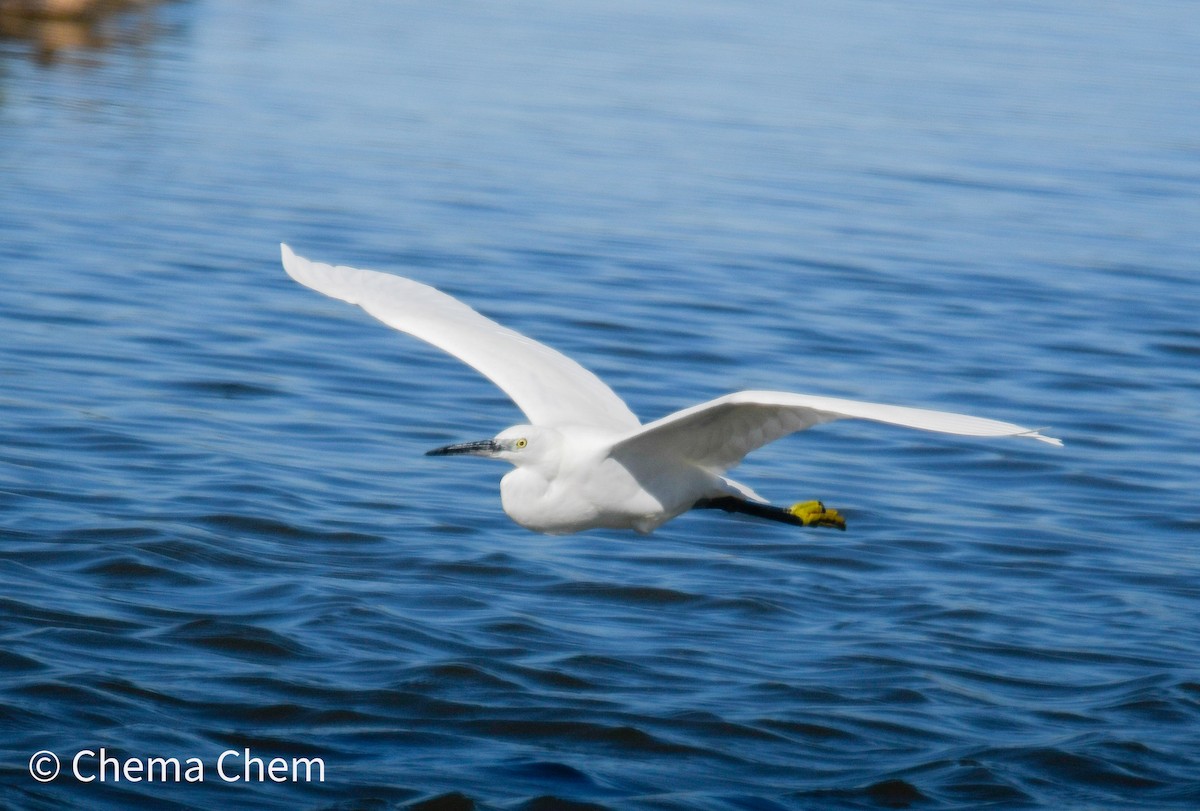 Little Egret - ML643937346