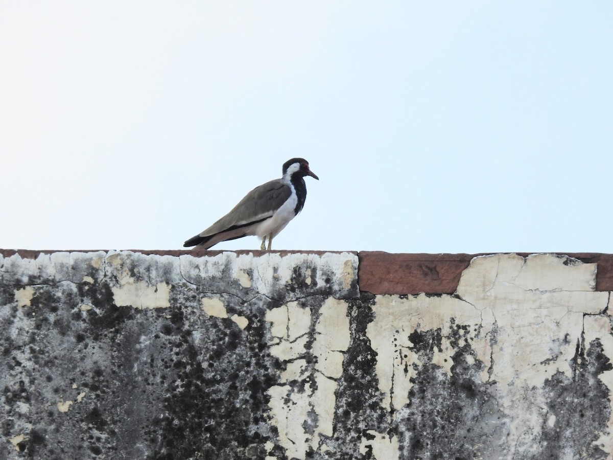 Red-wattled Lapwing - ML643937351