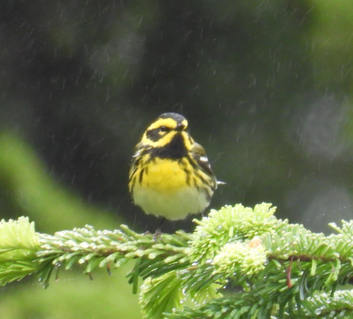 Townsend's Warbler - ML643937355