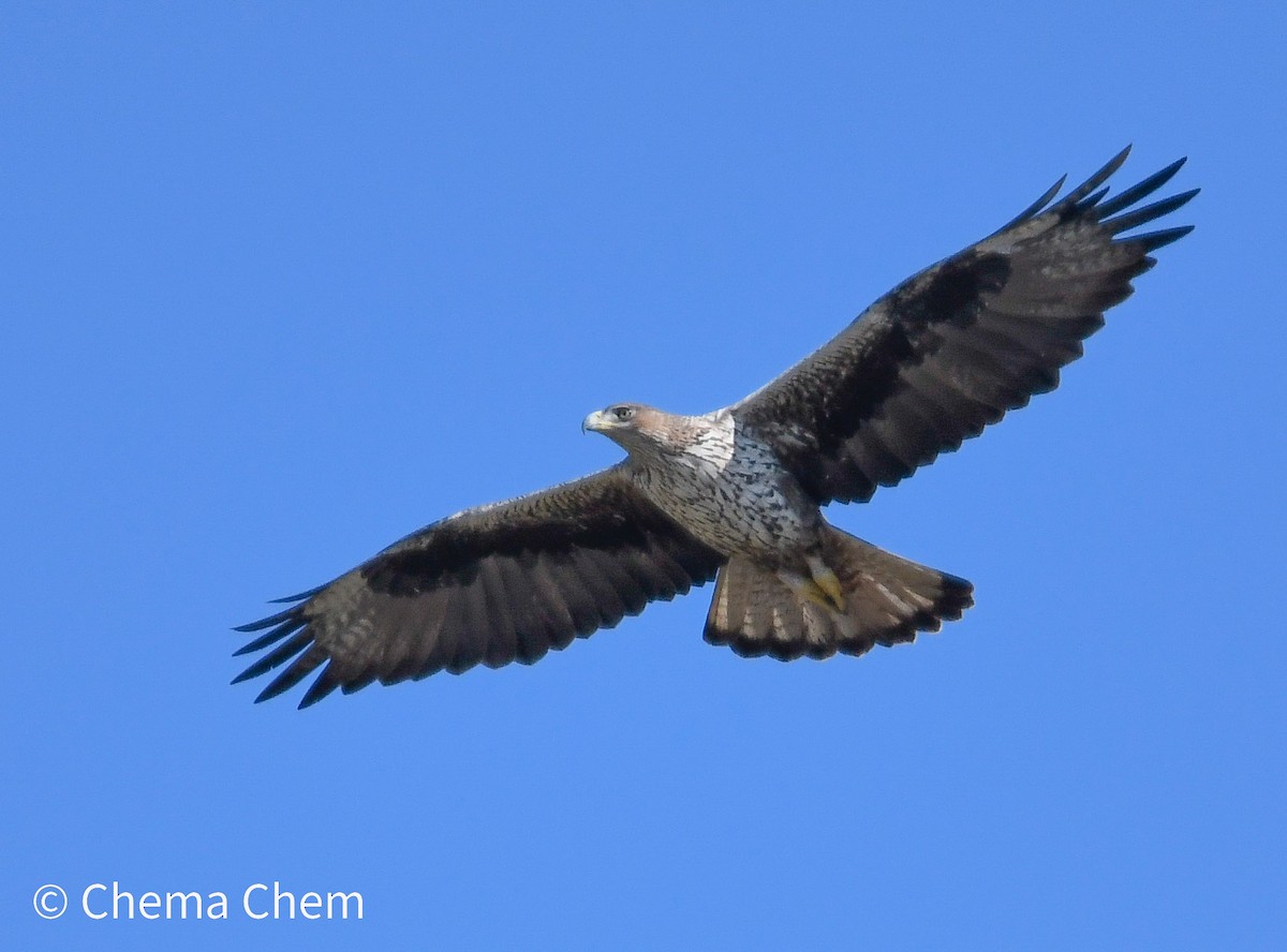 Bonelli's Eagle - ML643937356