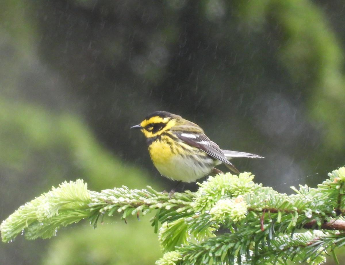 Townsend's Warbler - ML643937362
