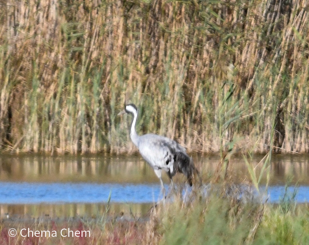 Common Crane - ML643937367