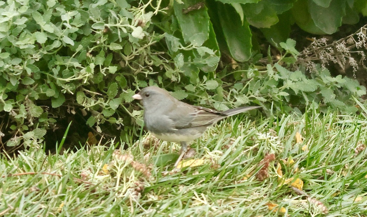 Dark-eyed Junco - ML643937383