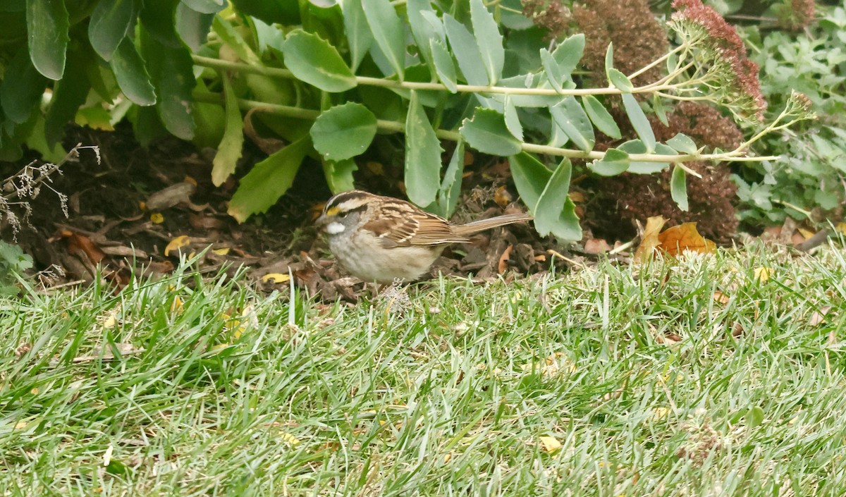 White-throated Sparrow - ML643937391