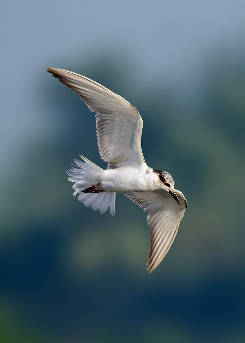 Whiskered Tern - ML643937410