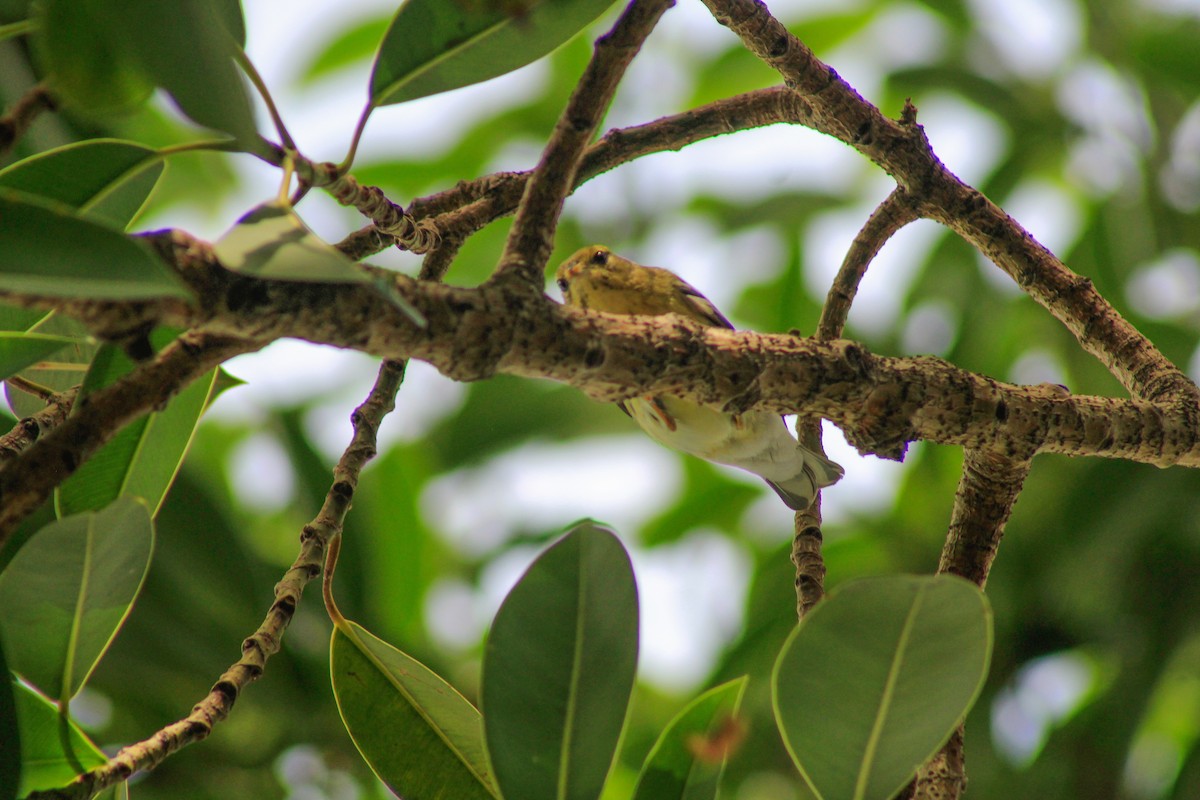 Blackpoll Warbler - ML643937423