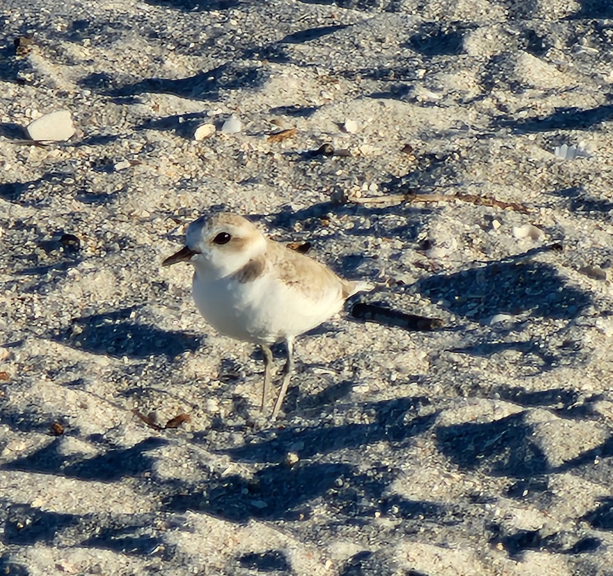 Snowy Plover - ML643937426