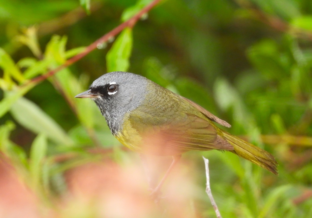 kjerrparula - ML643937435