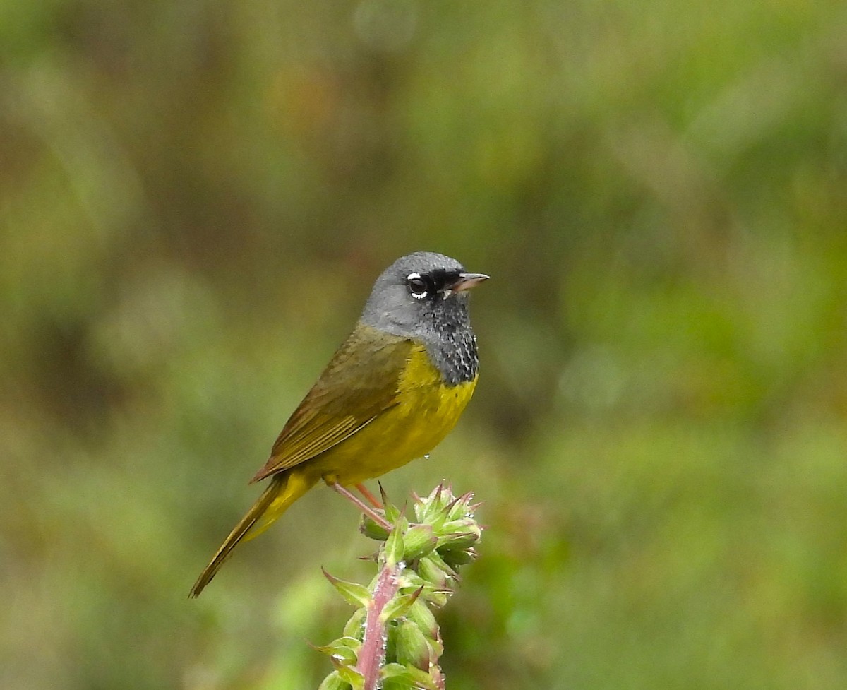 kjerrparula - ML643937437