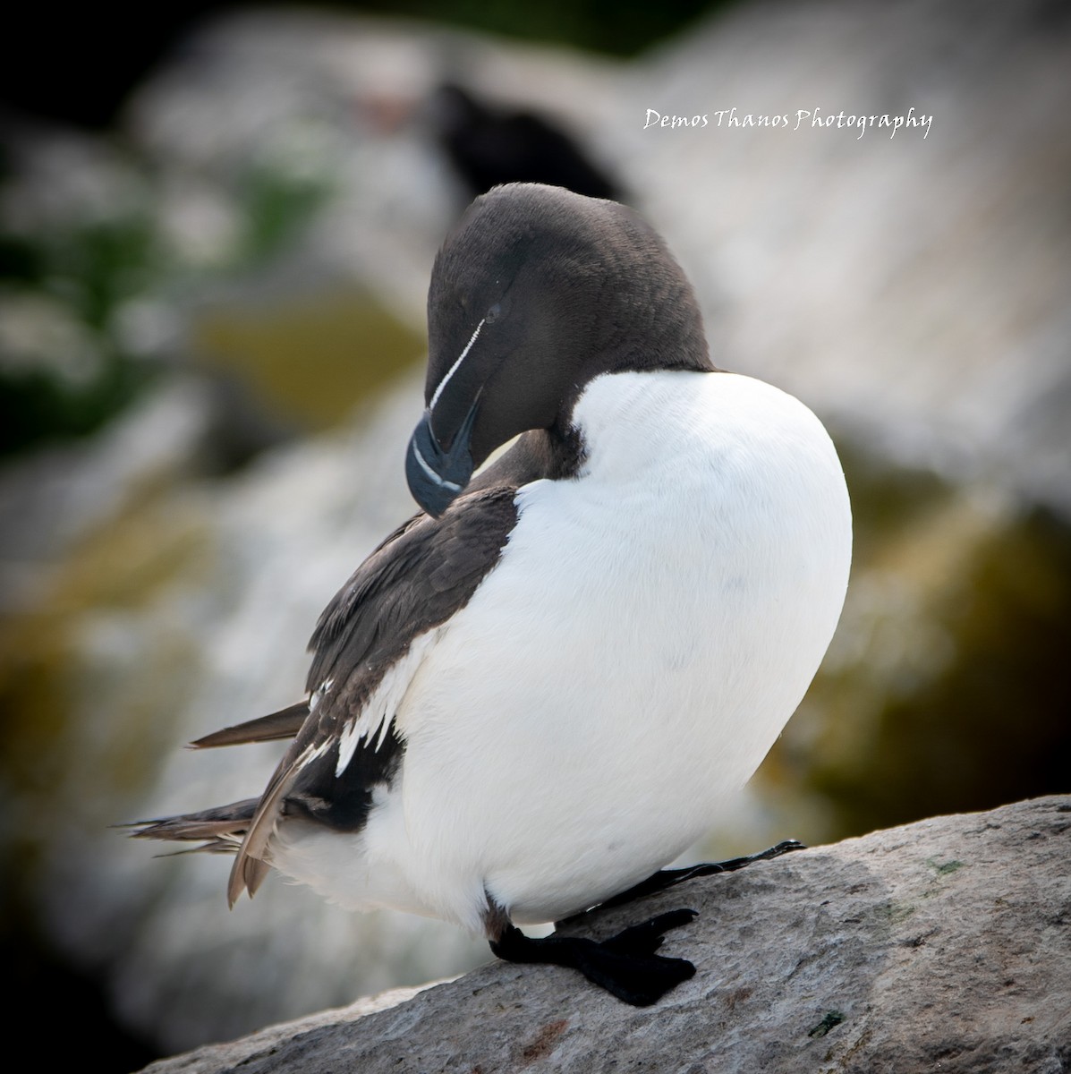 Razorbill - ML643937442