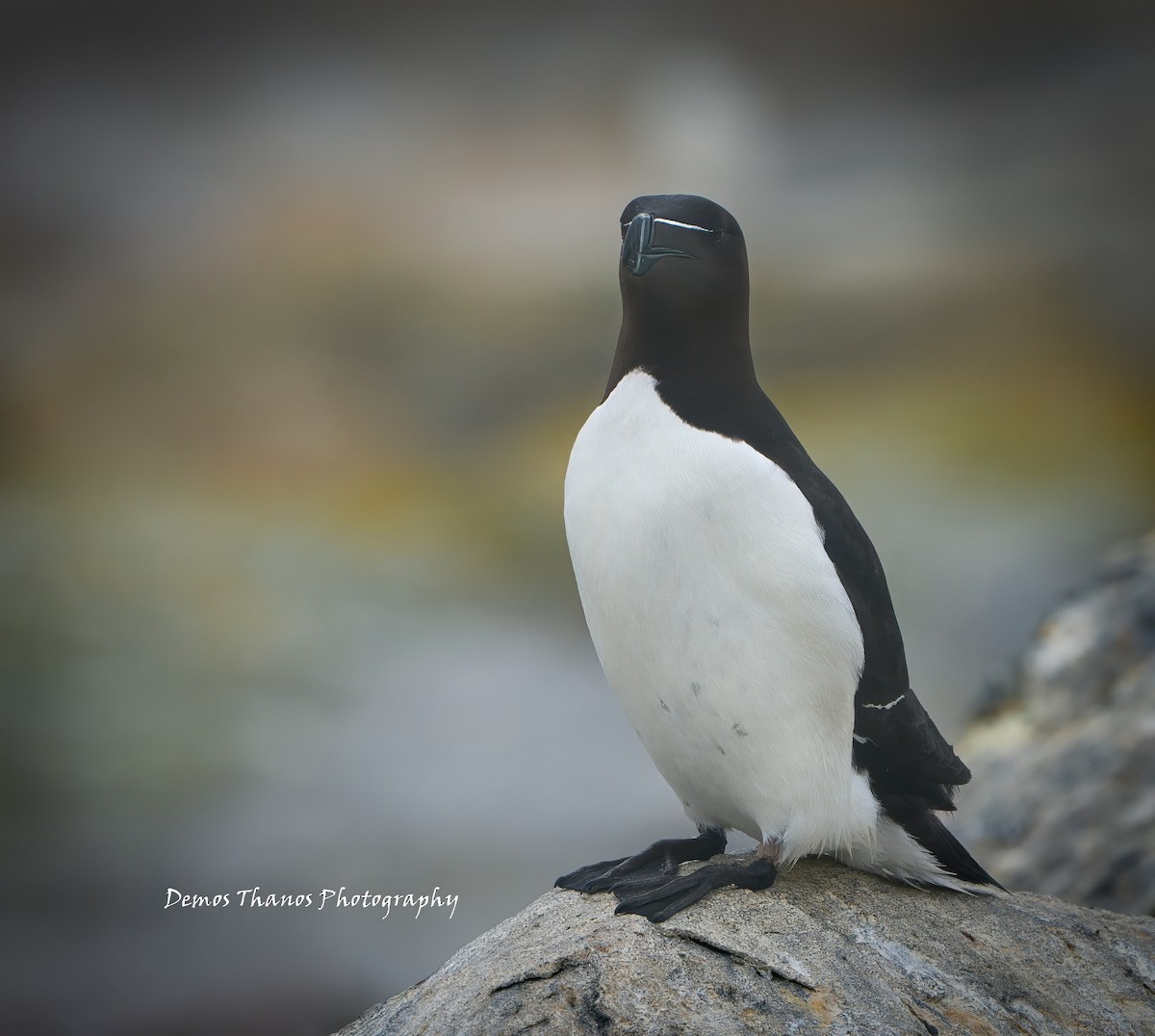 Razorbill - ML643937443
