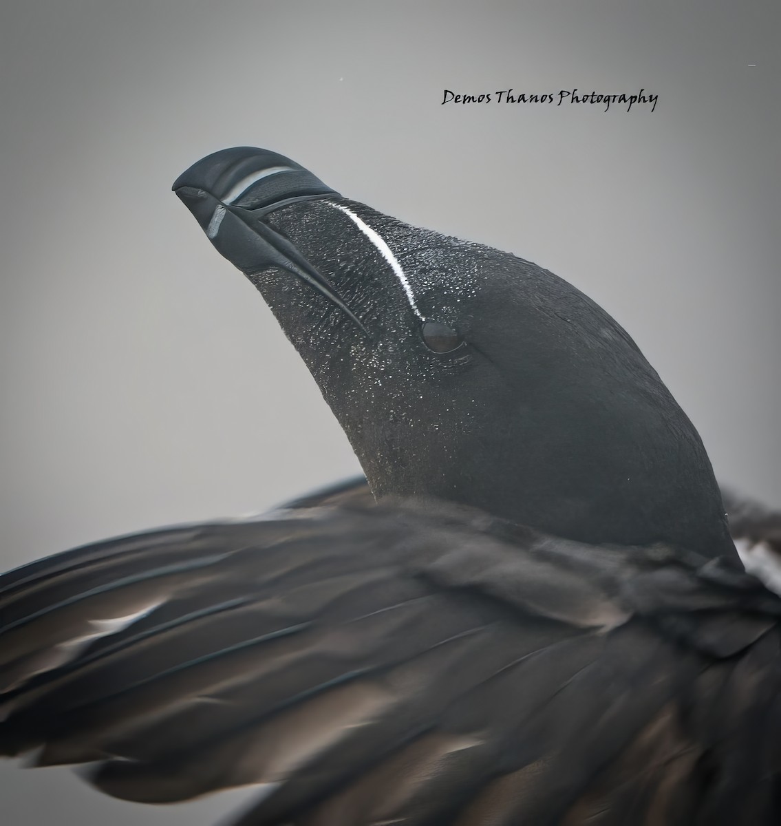 Razorbill - ML643937444