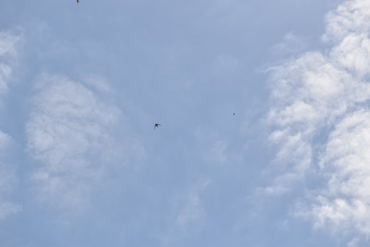 White-throated Swift - ML643937456
