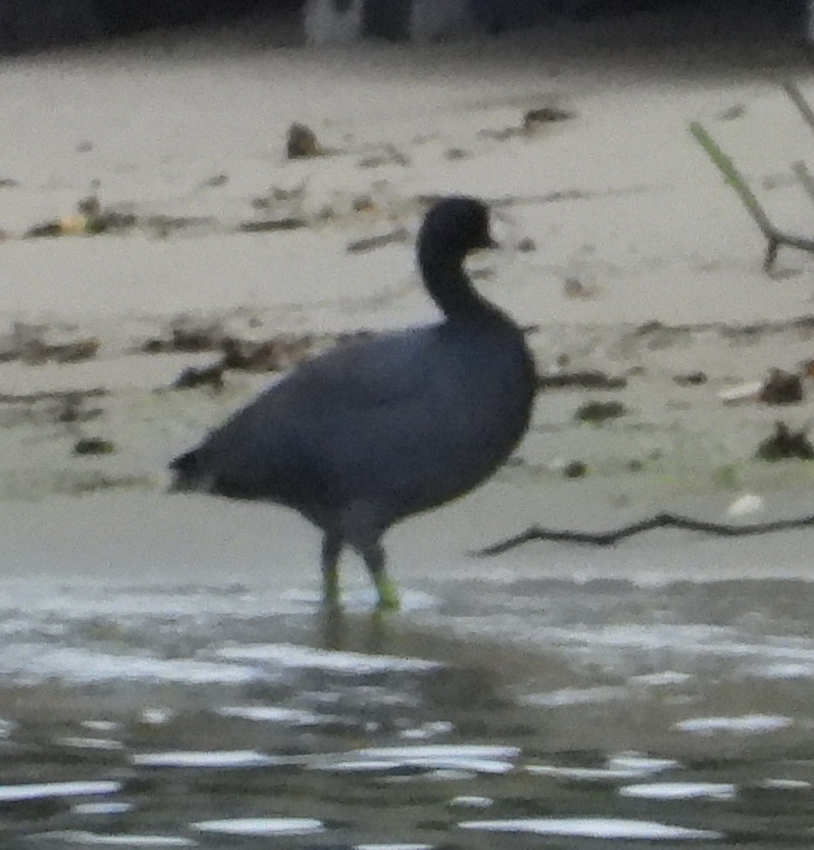 American Coot - ML643937464