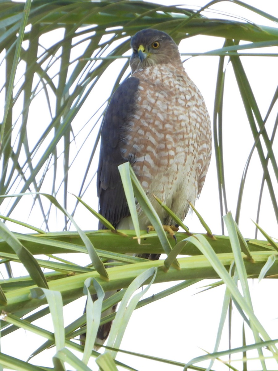 Cooper's Hawk - ML643937476