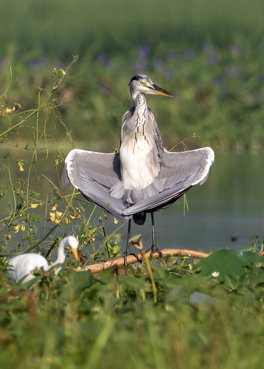 Gray Heron - ML643937478