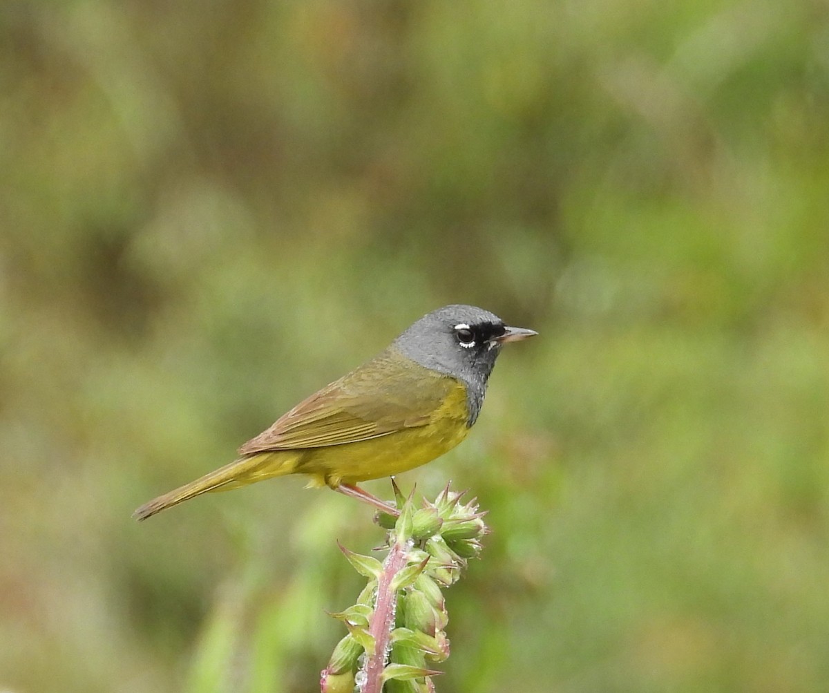 kjerrparula - ML643937483