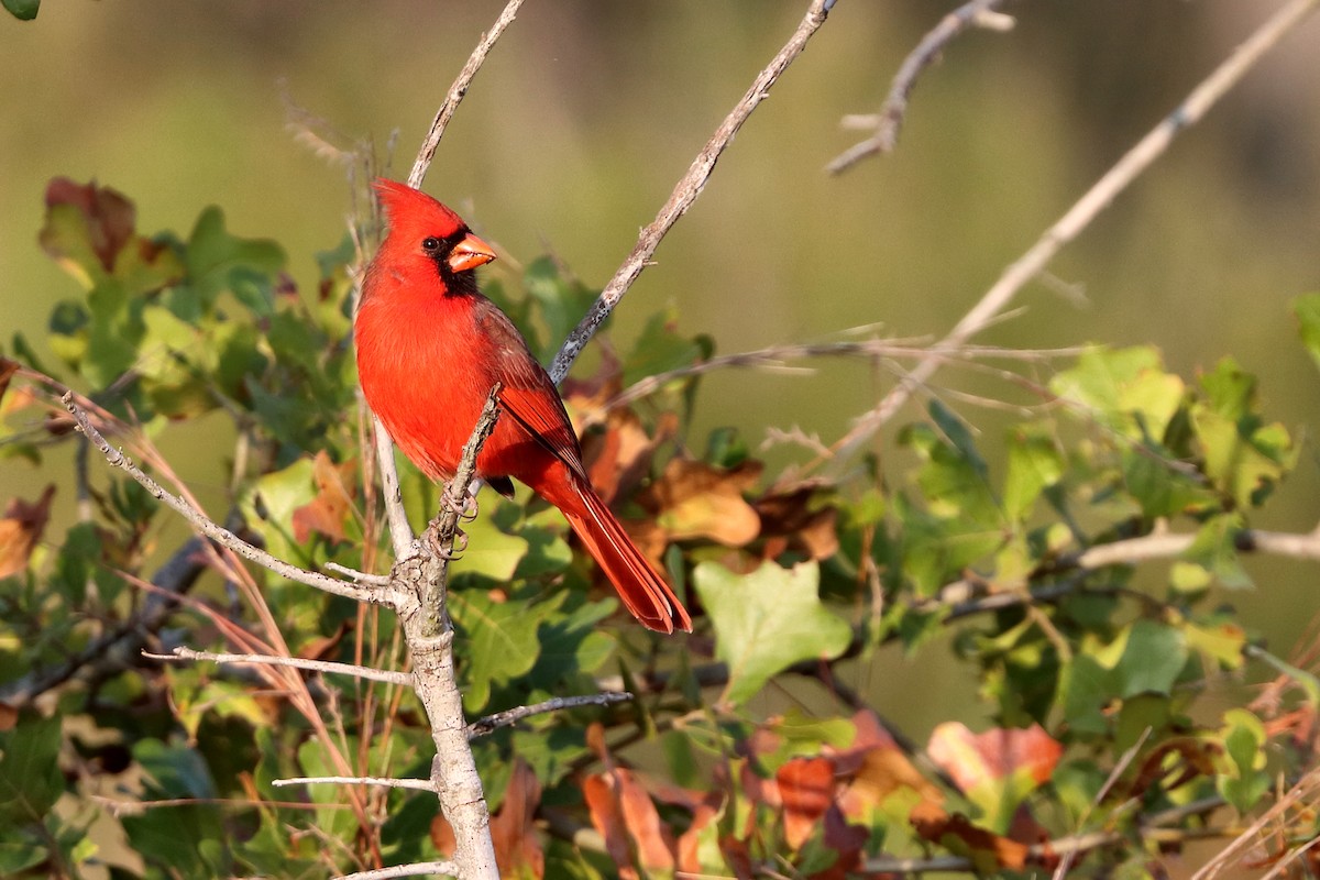 Northern Cardinal - ML643937492