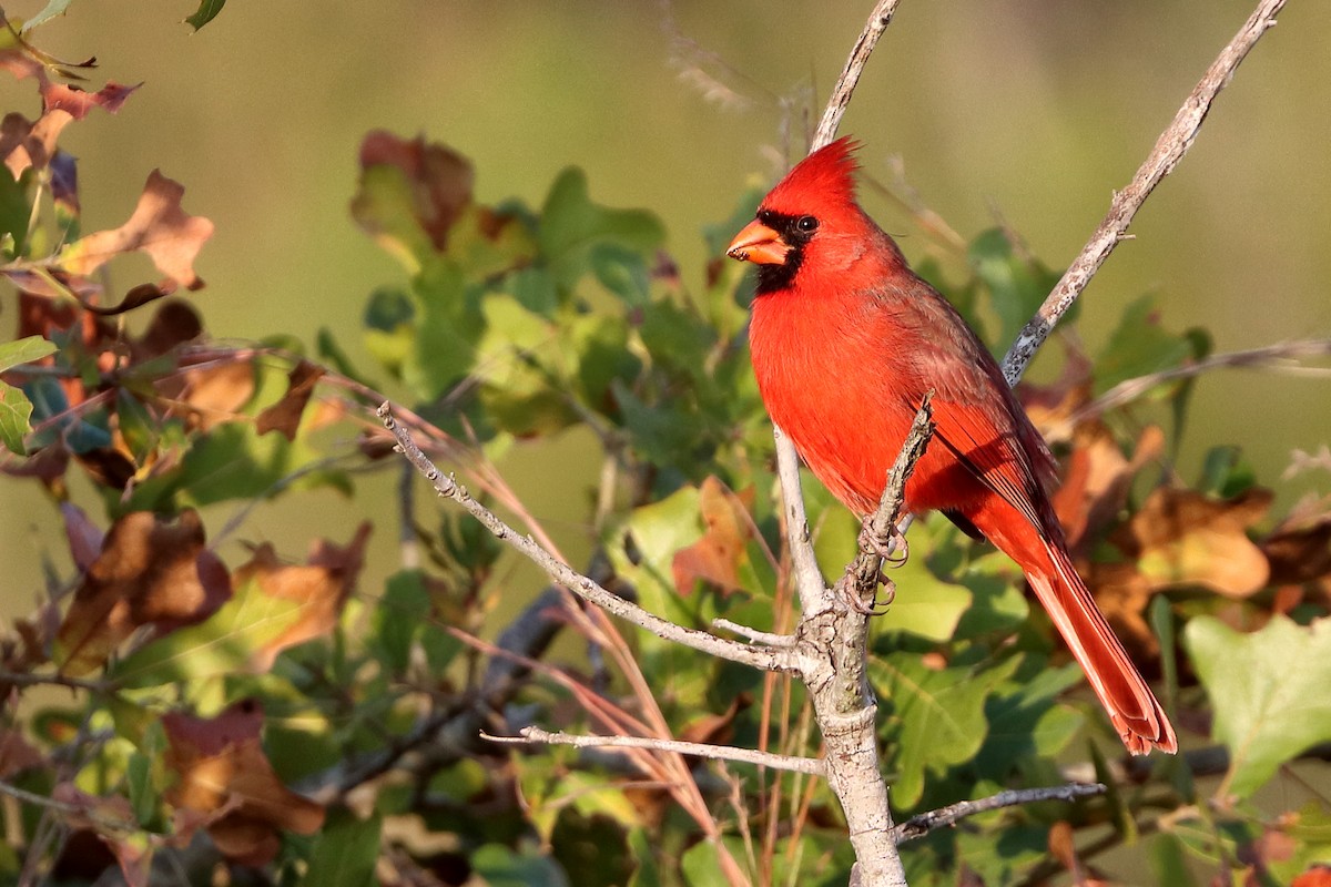 Northern Cardinal - ML643937499