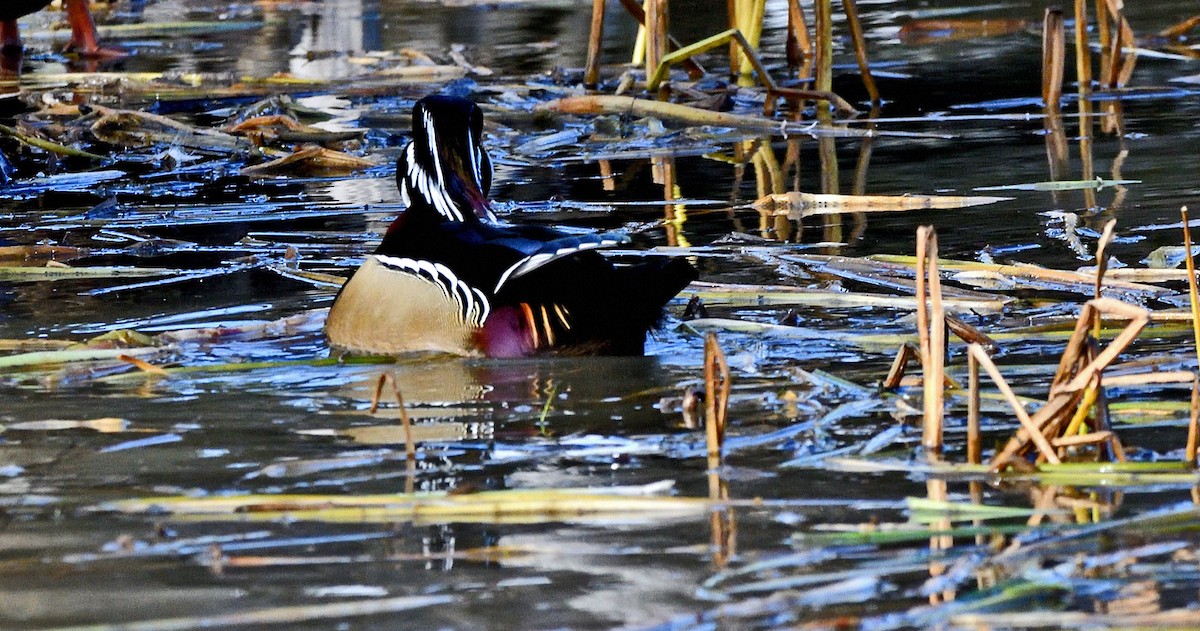 Wood Duck - ML643937504
